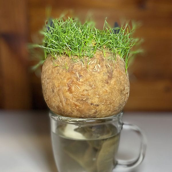 Grass Heads Undecorated - Image 2